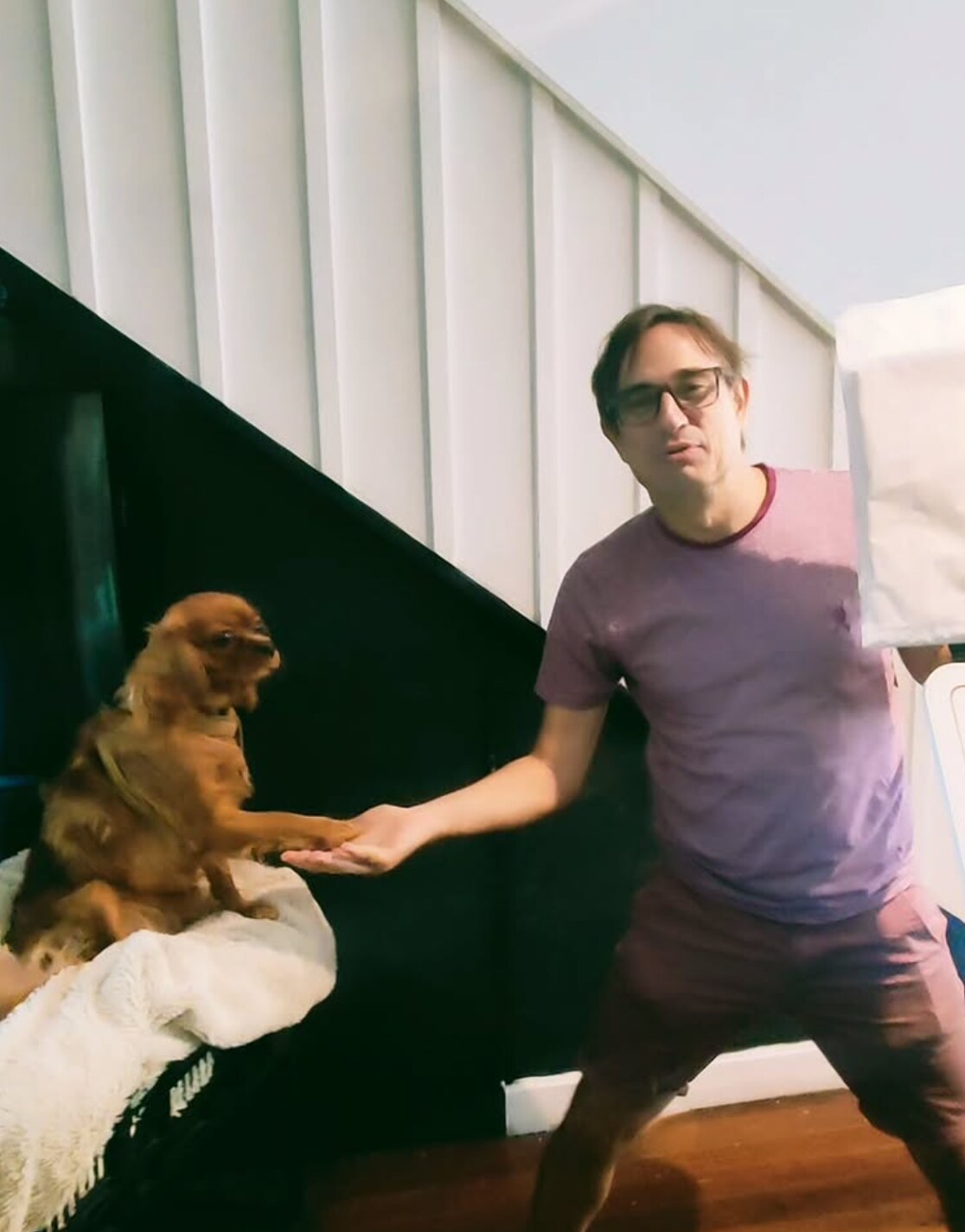 dog handshake