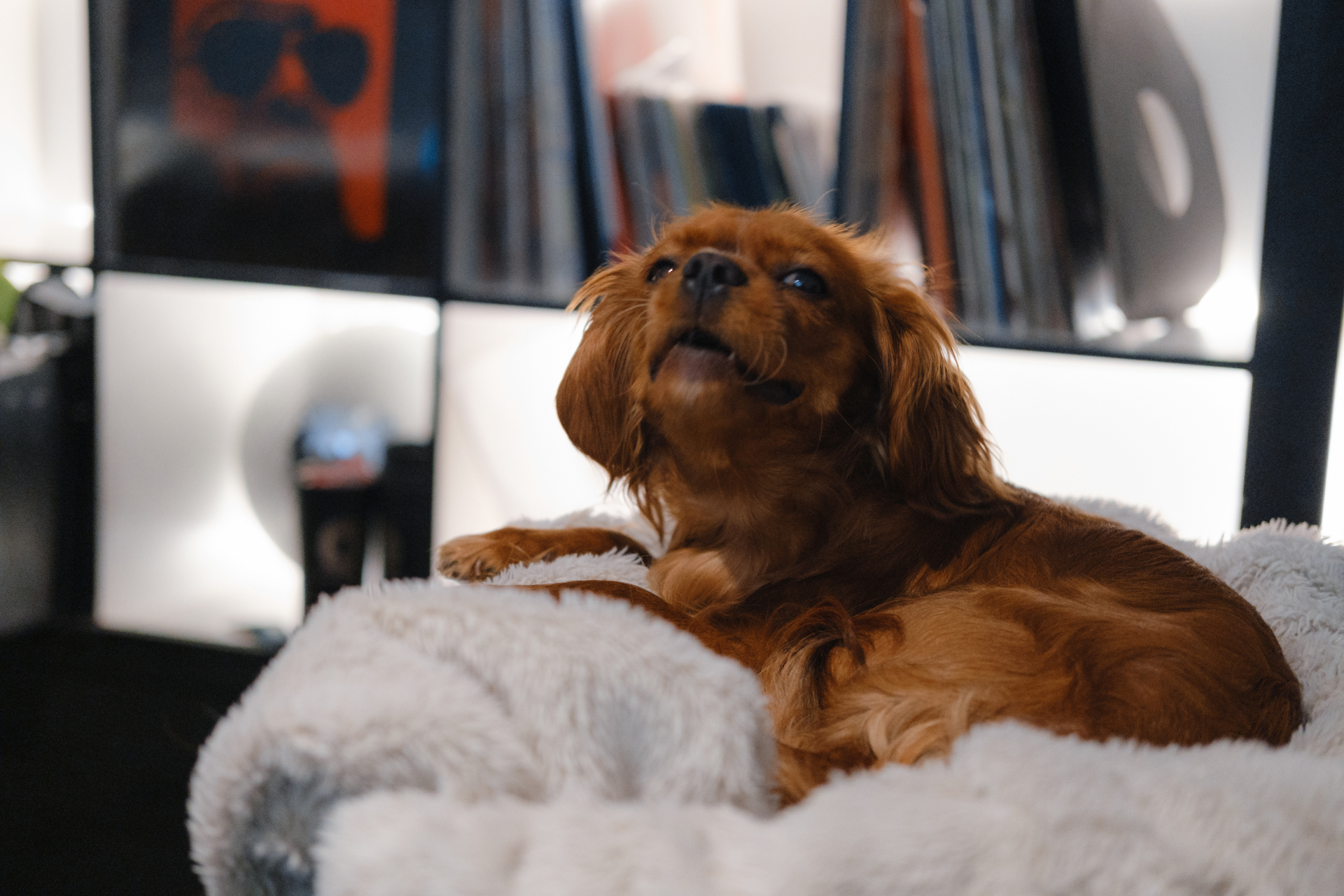 dog